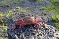 Crabe des Galapagos (Grapsus grapsus) Ref:36415