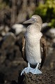 Fou à  pieds bleus (Sula nebouxii) - île de Santa Cruz (caleta Tortuga Negra) Galapagos  Ref:36718