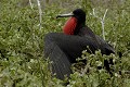  Frégate superbe (Fregata magnificens)  île de North Seymour- Galapagos Ref:36805