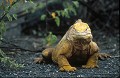 Iguane terrestre des Galapagos (Conolophus subcristatus) Ref:36883