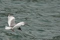 Mouette à  queue d'aronde (Larus furcatus) - île de Génovesa - Galapagos Ref:36917