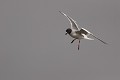 Mouette à  queue d'aronde (Larus furcatus) - île de Sourh Plaza - Galapagos Ref:36926