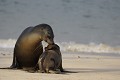 Otaries des galapagos (Zalophus californianus wollebaeki) - Retrouvailles entre un jeune et sa mère.   - île de Danta Fé - Galapagos Ref:36959