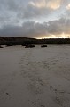 Plage de sable Blanc et traces d'otaries - ïle de Santa Fé -  Galapagos Ref:36965