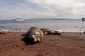 Otaries des galapagos (Zalophus californianus wollebaeki) sur une plage de l''île de Rabida - Galapagos Ref:37005