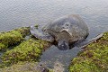 Tortue verte (Chelonia mydas) Ref:37048