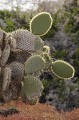 Cactus géant (Opuntia echios), île de south Plaza - Galapagos Ref:37053