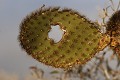 cactus géants (Opuntia Cactacea) - Détails - ïle de Santa Fé -  Galapagos Ref:37057