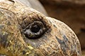 Tortues Géantes - Galápagos