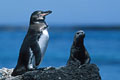 Manchot des Galapagos - Galápagos