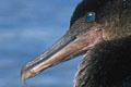 Cormoran Aptère - Galápagos