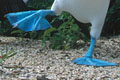 Fous à pattes bleues - Galápagos