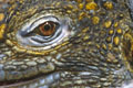 Iguanes terrestres - Galápagos
