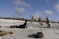 Plage de la bahia Gardner sur l'île de Española. Touristes photographiant les otaries Galapagos 
 Equateur 
 animal sauvage 
 Mammifère marin / Pinnipède / Otarie 
 Lion de mer de Californie (Zalophus californianus) 
 Pinnipède 
 Otarie 
 Parc National des Galapagos 
 Touristes 