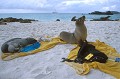 A la plage de Gardner Bay, sur l'île d'Española, ce ne sont pas toujours les touristes qui ont les meilleurs places ! Qui va prendre son bain, perd sa place! Galapagos 
