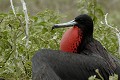  
 Galapagos 
 Equateur 
 Parc National des Galapagos 
 Male  