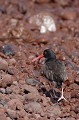  
 Galapagos 
 Equateur 
 Parc National des Galapagos 
 Oiseau  