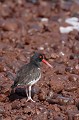  
 Galapagos 
 Equateur 
 Parc National des Galapagos 
 Oiseau  