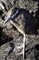 Ce héron, plus communément appelé héron de nuit se trouve en train de chasser sur les champs de laves découverts par la marée et dans les mangroves.  
 Galapagos 
 Equateur 
 Parc National des Galapagos  