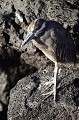 Ce héron, plus communément appelé héron de nuit se trouve en train de chasser sur les champs de laves découverts par la marée et dans les mangroves.  
 Galapagos 
 Equateur 
 Parc National des Galapagos  