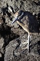 Ce héron, plus communément appelé héron de nuit se trouve en train de chasser sur les champs de laves découverts par la marée et dans les mangroves.  
 Galapagos 
 Equateur 
 Parc National des Galapagos  