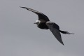  
 Galapagos 
 Equateur 
 Parc National des Galapagos 
 Oiseau 
 En vol  