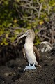  
 Galapagos 
 Equateur 
 Parc National des Galapagos 
 Oiseau  