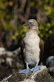  
 Galapagos 
 Equateur 
 Parc National des Galapagos 
 Oiseau  