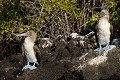  
 Galapagos 
 Equateur 
 Parc National des Galapagos 
 Oiseau  