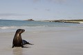 Plage de la bahia Gardner sur l'île de Espaà±ola Otarie de Californie 
 Galapagos 
 Equateur 
 animal sauvage 
 Mammifère marin / Pinnipède / Otarie 
 Lion de mer de Californie (Zalophus californianus) 
 Pinnipède 
 Otarie 
 Parc National des Galapagos  