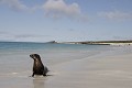 Plage de la bahia Gardner sur l'île de Espaà±ola Otarie de Californie 
 Galapagos 
 Equateur 
 animal sauvage 
 Mammifère marin / Pinnipède / Otarie 
 Lion de mer de Californie (Zalophus californianus) 
 Pinnipède 
 Otarie 
 Parc National des Galapagos  