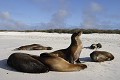 Plage de la bahia Gardner sur l'île de Espaà±ola Otarie de Californie 
 Galapagos 
 Equateur 
 animal sauvage 
 Mammifère marin / Pinnipède / Otarie 
 Lion de mer de Californie (Zalophus californianus) 
 Pinnipède 
 Otarie 
 Parc National des Galapagos  