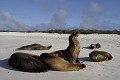 Plage de la bahia Gardner sur l'île de Espaà±ola Otarie de Californie 
 Galapagos 
 Equateur 
 animal sauvage 
 Mammifère marin / Pinnipède / Otarie 
 Lion de mer de Californie (Zalophus californianus) 
 Pinnipède 
 Otarie 
 Parc National des Galapagos  