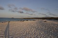 Plage de la bahia Gardner sur l'île de Espaà±ola 
 Galapagos 
 Equateur 
 animal sauvage 
 Mammifère marin / Pinnipède / Otarie 
 Lion de mer de Californie (Zalophus californianus) 
 Pinnipède 
 Otarie 
 Parc National des Galapagos  