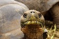 Portrait de tortue Géante.  
 Galapagos 
 Equateur 
 Parc National des Galapagos 
 Espèce menacée de disparition  