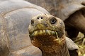 Portrait de tortue Géante.  
 Galapagos 
 Equateur 
 Parc National des Galapagos 
 Espèce menacée de disparition  