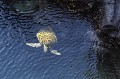 Trtue verte dans des cuvettes de lave sur l'île de Santiago.  
 Galapagos 
 Equateur 
 Parc National des Galapagos 
 Espèce menacée de disparition  