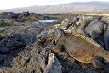 Iguane Marin sur l'île de Santiago au soleil couchant  
 Galapagos 
 Equateur 
 Parc National des Galapagos 
 Espèce menacée de disparition  