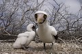 Fou masqué sur l'île de Génovesa 
 Galapagos 
 Equateur 
 Parc National des Galapagos 
 Oiseau  