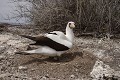 Fou masqué sur l'île de Génovesa 
 Galapagos 
 Equateur 
 Parc National des Galapagos 
 Oiseau  