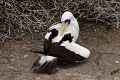 Fou masqué sur l'île de Génovesa 
 Galapagos 
 Equateur 
 Parc National des Galapagos 
 Oiseau  