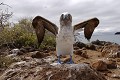  
 Galapagos 
 Equateur 
 Parc National des Galapagos 
 Oiseau  