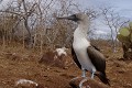  
 Galapagos 
 Equateur 
 Parc National des Galapagos 
 Oiseau  