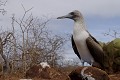  
 Galapagos 
 Equateur 
 Parc National des Galapagos 
 Oiseau  