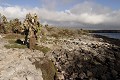 lâ€ôîle de South plaza, près de Santa Cruz, est une île au paysage volcanique typique des Galapagos. La végétation est composée de cactus géants (Opuntia Cactaceae), principale nouriture pour les iguanes terrestres, et de plantes grasses de la famille des succulentes (Sesuvium Edmonstonei) qui rougit lors de la période sèche (aoà»t) 
 Galapagos 
 Equateur 
 Parc National des Galapagos 
 Cactus 
 Paysage volcanique 
 animal sauvage 
 Paysage  
