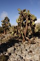 lâ€ôîle de South plaza, près de Santa Cruz, est une île au paysage volcanique typique des Galapagos. La végétation est composée de cactus géants (Opuntia Cactaceae), principale nouriture pour les iguanes terrestres, et de plantes grasses de la famille des succulentes (Sesuvium Edmonstonei) qui rougit lors de la période sèche (aoà»t) 
 Galapagos 
 Equateur 
 Parc National des Galapagos 
 Cactus 
 Paysage volcanique 
 animal sauvage 
 Paysage  