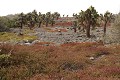 lâ€ôîle de South plaza, près de Santa Cruz, est une île au paysage volcanique typique des Galapagos. La végétation est composée de cactus géants (Opuntia Cactaceae), principale nouriture pour les iguanes terrestres, et de plantes grasses de la famille des succulentes (Sesuvium Edmonstonei) qui rougit lors de la période sèche (aoà»t) 
 Galapagos 
 Equateur 
 Parc National des Galapagos 
 animal sauvage 
 Paysage volcanique 
 Paysage  