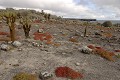 lâ€ôîle de South plaza, près de Santa Cruz, est une île au paysage volcanique typique des Galapagos. La végétation est composée de cactus géants (Opuntia Cactaceae), principale nouriture pour les iguanes terrestres, et de plantes grasses de la famille des succulentes (Sesuvium Edmonstonei) qui rougit lors de la période sèche (aoà»t) 
 Galapagos 
 Equateur 
 Parc National des Galapagos 
 animal sauvage 
 Paysage volcanique 
 Paysage  