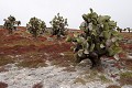 lâ€ôîle de South plaza, près de Santa Cruz, est une île au paysage volcanique typique des Galapagos. La végétation est composée de cactus géants (Opuntia Cactaceae), principale nouriture pour les iguanes terrestres, et de plantes grasses de la famille des succulentes (Sesuvium Edmonstonei) qui rougit lors de la période sèche (aoà»t) 
 Galapagos 
 Equateur 
 Parc National des Galapagos 
 animal sauvage 
 Paysage volcanique 
 Paysage  