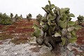 lâ€ôîle de South plaza, près de Santa Cruz, est une île au paysage volcanique typique des Galapagos. La végétation est composée de cactus géants (Opuntia Cactaceae), principale nouriture pour les iguanes terrestres, et de plantes grasses de la famille des succulentes (Sesuvium Edmonstonei) qui rougit lors de la période sèche (aoà»t) 
 Galapagos 
 Equateur 
 Parc National des Galapagos 
 animal sauvage 
 Paysage volcanique 
 Paysage  